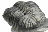 Bumpy Drotops Trilobites With Fantastic Preparation - Mrakib #174896-4